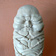 Pupa